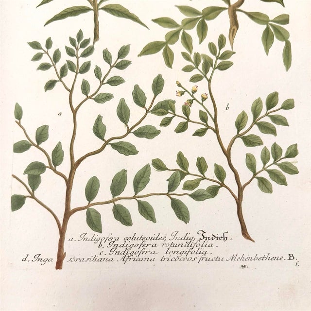 Early 18th Century Set of 2 18th C. Antique Botanical Prints | Hand-Colored Mezzotints | Indigo & Water Speedwell by Johann Wilhelm Weinmann For Sale - Image 5 of 9