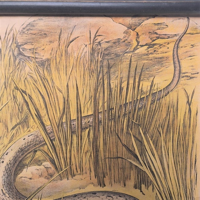 School Poster Snake, 1940s, in Very Good conditions. Designed 1920 to 1949