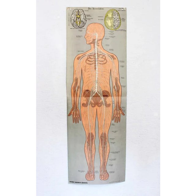 Antique Illustration Anatomy Poster For Sale - Image 8 of 11