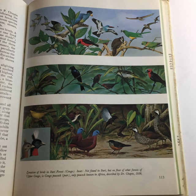 Paper 1977 World of Birds Roger Tory Peterson Book For Sale - Image 7 of 11