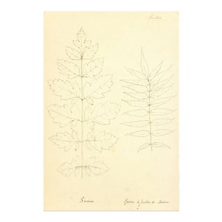 Vintage Sumac & Mountain Ash Ink Drawing For Sale