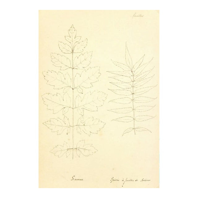 Vintage Sumac & Mountain Ash Ink Drawing For Sale