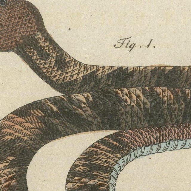 Paper Bertuch, Rattlesnake with Its Rattle, 1805, Print For Sale - Image 7 of 12