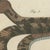 Paper Bertuch, Rattlesnake with Its Rattle, 1805, Print For Sale - Image 7 of 12