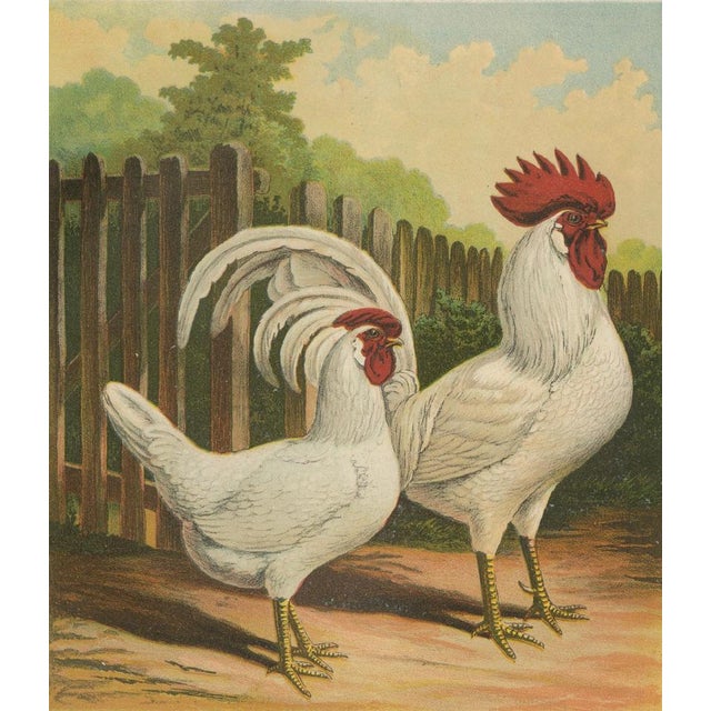 The White Italian Chicken, 1888, Lithograph, Print For Sale - Image 6 of 10
