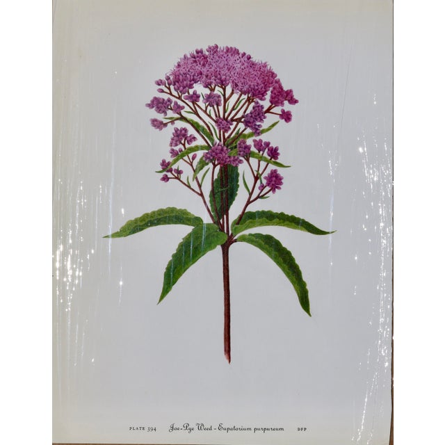 Transitional Set of 12 Vintage Botanical Prints Unframed For Sale - Image 3 of 14