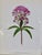 Transitional Set of 12 Vintage Botanical Prints Unframed For Sale - Image 3 of 14