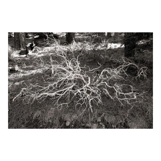 Landscape Digital Archival Print "Bush #3" by Jacques Gael Cressaty 2025 For Sale