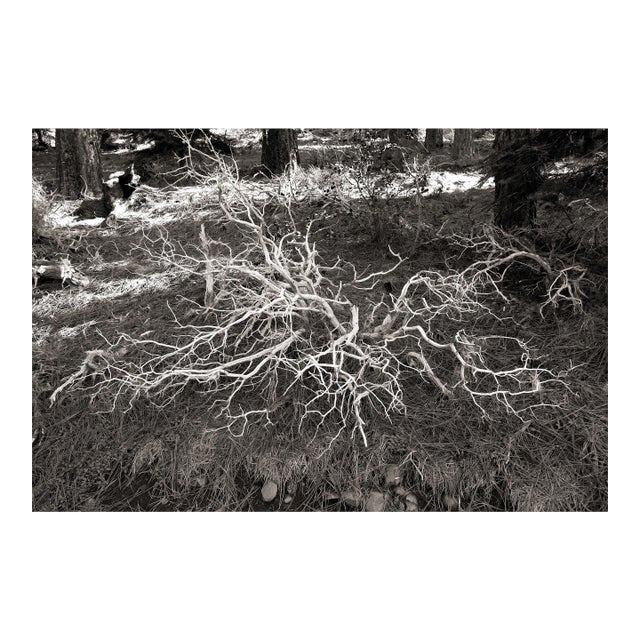 Landscape Digital Archival Print "Bush #3" by Jacques Gael Cressaty 2025 For Sale