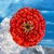Zinnia Sky by Alexandrea Pangburn | Acrylic paint on wood panel Red zinnia flower against a blue sky. For Sale