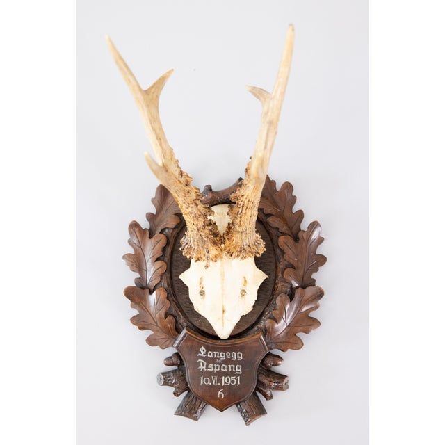 Wood Black Forest Roe Deer Antlers Hunting Trophy 1951 Mount For Sale - Image 7 of 7