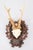 Wood Black Forest Roe Deer Antlers Hunting Trophy 1951 Mount For Sale - Image 7 of 7