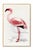 Refined natural history illustration of the Lesser Flamingo (Phoenicopterus minor), created in 1919 by C. G. Finch-Davies....