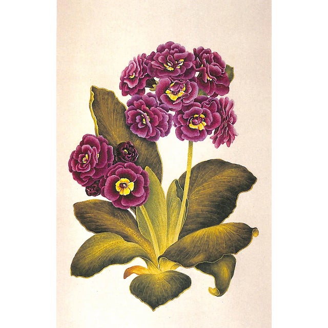 "A History and Dictionary of British Flower Painters 1650-1950" 2006 Walpole, Josephine For Sale - Image 4 of 11