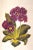 "A History and Dictionary of British Flower Painters 1650-1950" 2006 Walpole, Josephine For Sale - Image 4 of 11