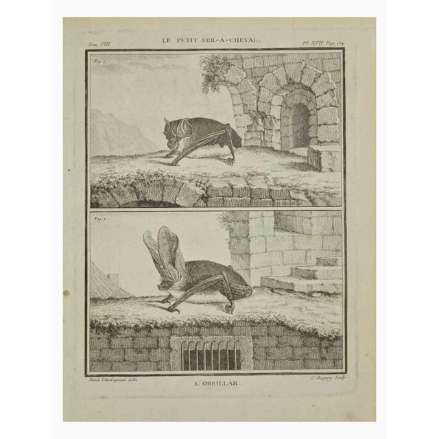 L'Oreillar is an etching realized by Jean Charles Baquoy in 1771. It belongs to the suite "Histoire Naturelle de Buffon"....