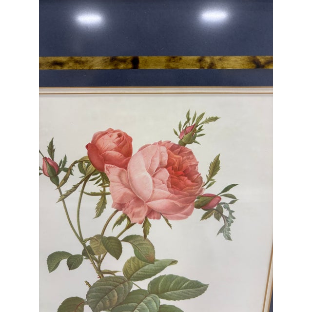 Set of Six Framed Redoutè Rose Botanical Prints For Sale In New York - Image 6 of 7