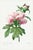Peony by Pierre-Joseph Redouté, Vintage Botanical Art Print, 32" X 48" For Sale