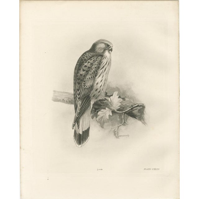 Lilian M. Medland, Common Kestrel, 1908, Monochrome Ornithological Plate For Sale - Image 9 of 9