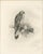 Lilian M. Medland, Common Kestrel, 1908, Monochrome Ornithological Plate For Sale - Image 9 of 9