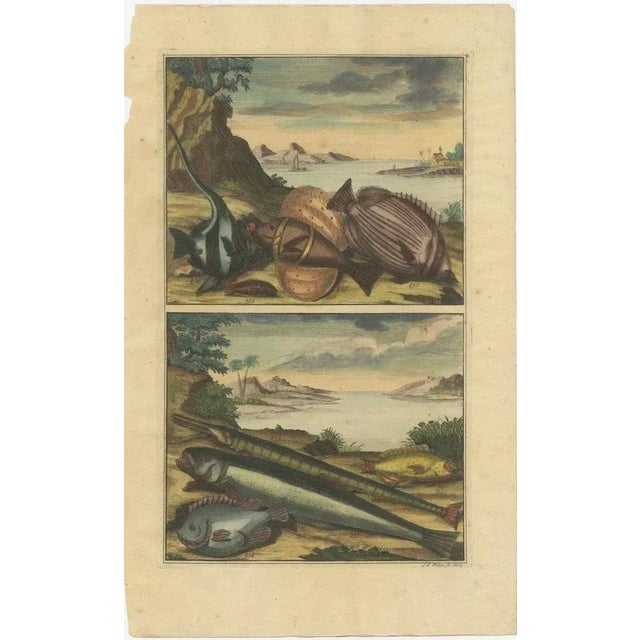 Various Fish Species and Other Marine Life, 1726, Paper, Set of 12 For Sale - Image 12 of 14