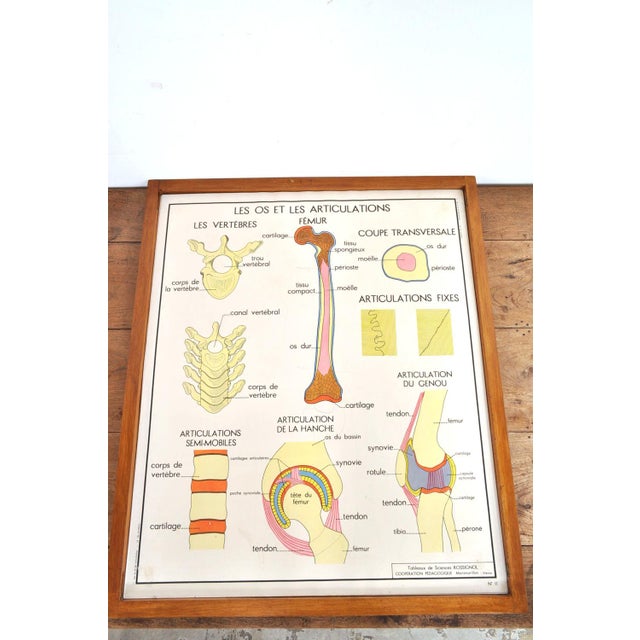 Vintage Double Sided School Posters in Frame of the Human Body, 1950s For Sale - Image 14 of 18