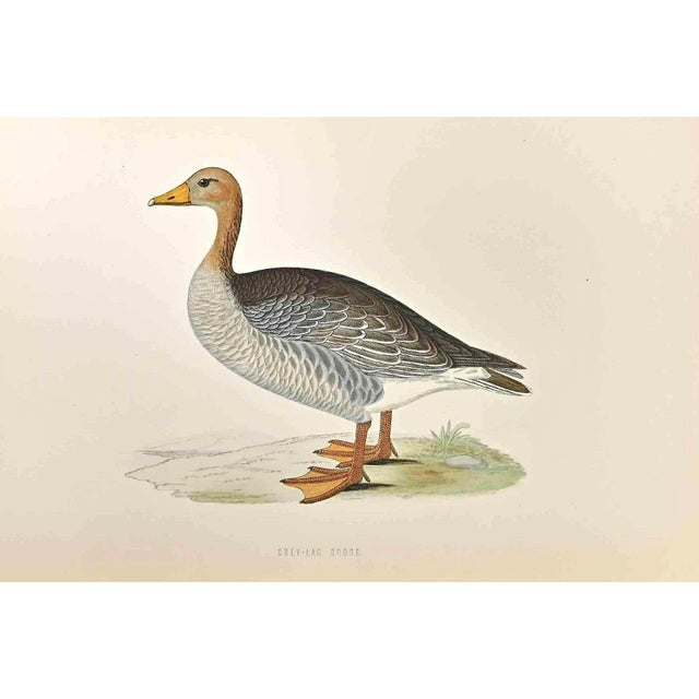 Grey-Lag Goose is a modern artwork realized in 1870 by the British artist Alexander Francis Lydon (1836-1917). Woodcut...