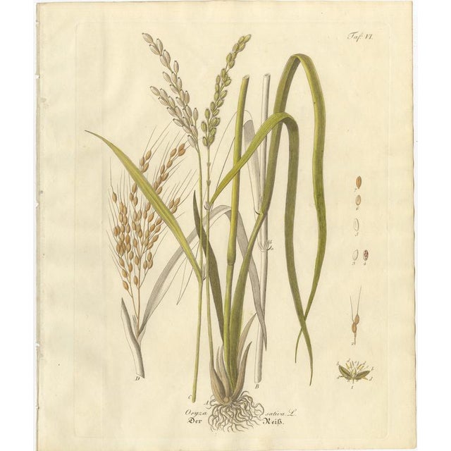 Antique Rice Botanical Print, Oryza Sativa, Hand Colored, c.1831 : This original botanical engraving depicts Oryza Sativa,...
