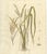 Antique Rice Botanical Print, Oryza Sativa, Hand Colored, c.1831 : This original botanical engraving depicts Oryza Sativa,...