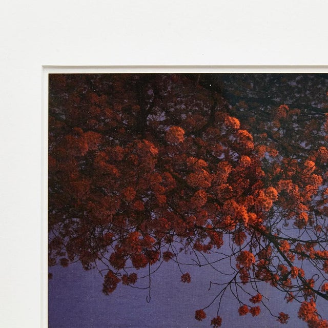 Albarran & Cabrera, Mouth of Krishna #455, 2013, Framed Photography For Sale - Image 3 of 9