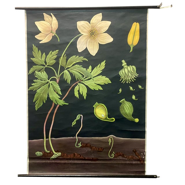 Vintage Wall Chart Anemone by Jung, Koch & Quentell for Hagemann, 1961 For Sale