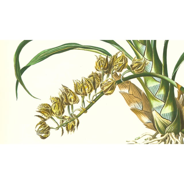 Limited edition reproduction print of one of the most famous botanical works ever produced, "The Orchidaceae of Mexico and...