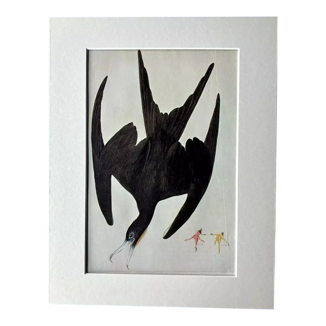Vintage John James Audubon Matted Print, 1966: Magnificent Frigate Bird For Sale