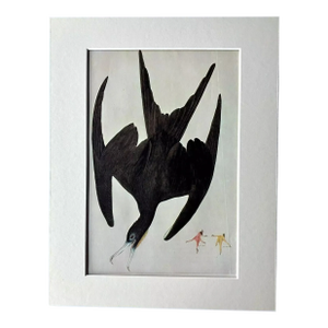 Vintage John James Audubon Matted Print, 1966: Magnificent Frigate Bird