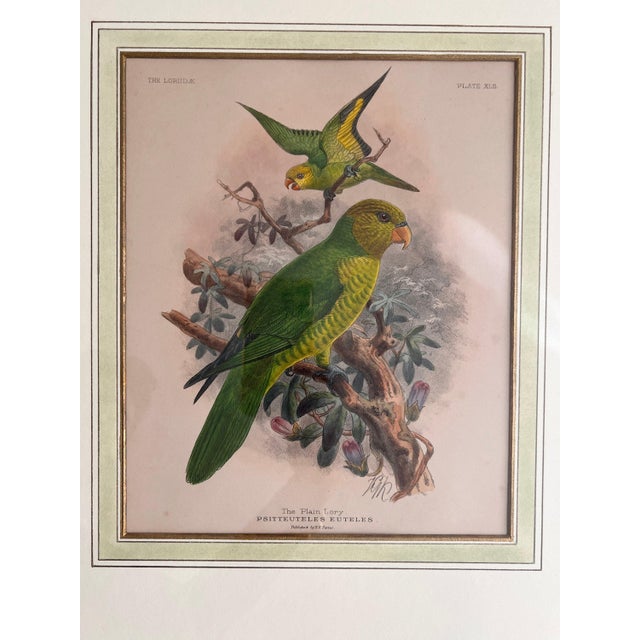 Pair of Framed John Gerrard Keulemans Lory Prints | 1896 Hand-Colored Lithographs, Mivart's Monograph of the Lories For Sale - Image 9 of 10