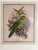 Pair of Framed John Gerrard Keulemans Lory Prints | 1896 Hand-Colored Lithographs, Mivart's Monograph of the Lories For Sale - Image 9 of 10