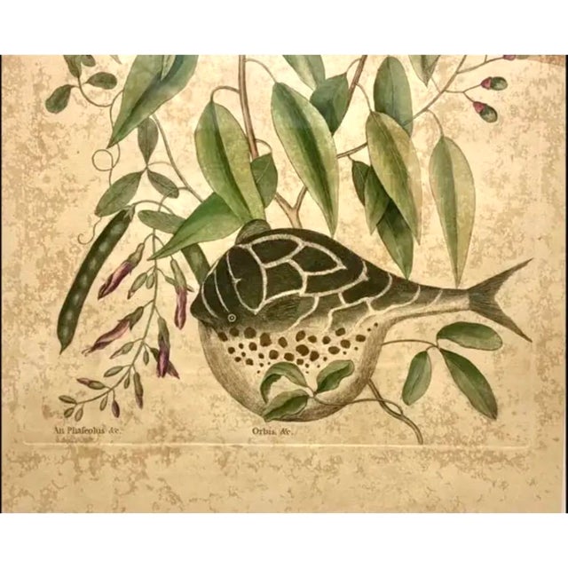 Mark Catesby (British, 1683-1749) "Globe Fish" Engraving. These 18th Century engravings originated from Catesby's...