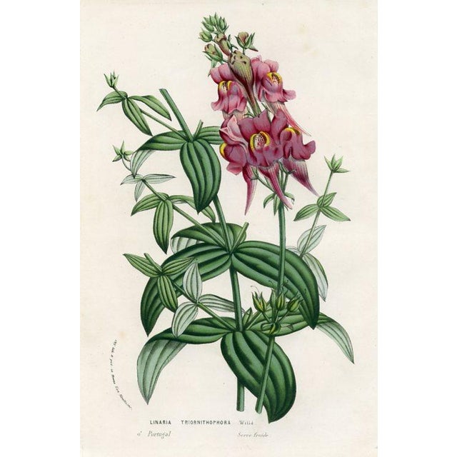Original antique botanical print from Flore des Serres (Flowers of the Greenhouse) edited by Louis van Houtte. This hand-...