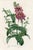 Original antique botanical print from Flore des Serres (Flowers of the Greenhouse) edited by Louis van Houtte. This hand-...
