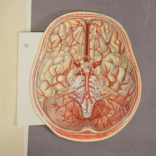 Brown 1900s Foldable Anatomical Brochure Depicting the Human Head For Sale - Image 8 of 8