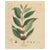Coffea Arabica, 1800s, Paper For Sale - Image 10 of 10