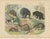 Antique Grizzly and Black Bear Print with Wolf and Fox and Raccoon, 1890 For Sale - Image 3 of 12