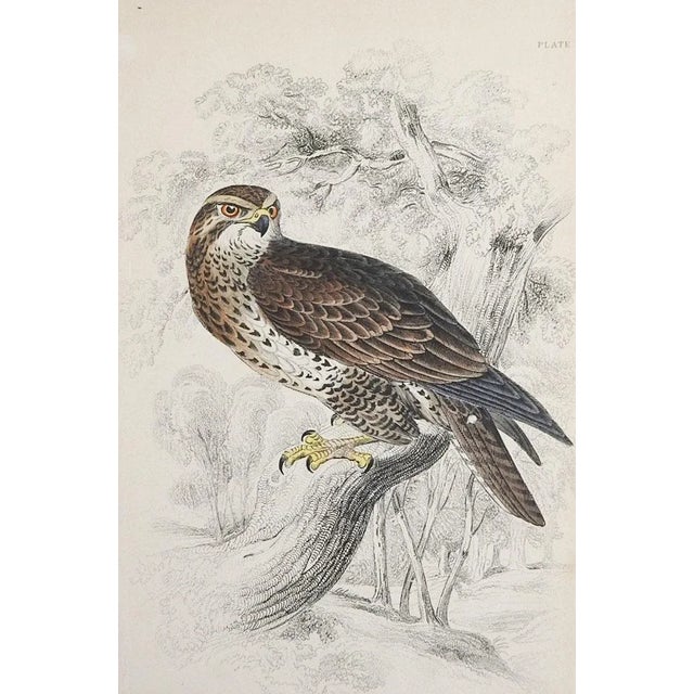 Set of 3 small antique circa 1840's hand colored book plate engravings of falcons. Published by Lizars, Edinburgh...