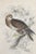 Set of 3 small antique circa 1840's hand colored book plate engravings of falcons. Published by Lizars, Edinburgh...