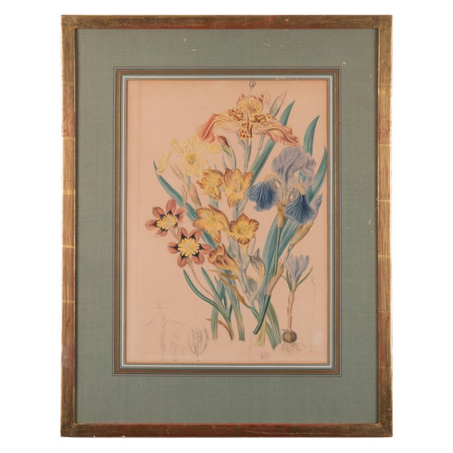 Traditional Elizabeth Twining Prints From Natural Order of Plants, C. 1849 - A Pair For Sale - Image 3 of 7