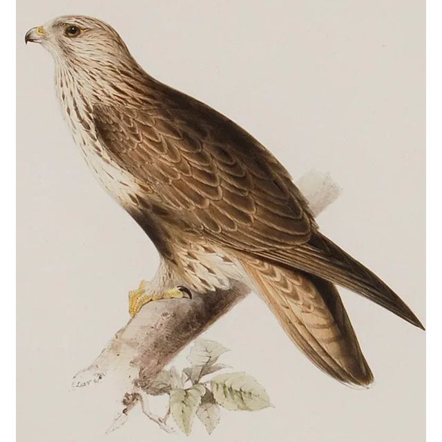 Realism Rough-Legged Buzzard: 19th C. Hand-Colored Lithograph by J. Gould & Edward Lear, 1862-1873 For Sale - Image 3 of 5