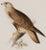 Realism Rough-Legged Buzzard: 19th C. Hand-Colored Lithograph by J. Gould & Edward Lear, 1862-1873 For Sale - Image 3 of 5