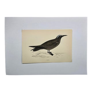 Antique Hand Tinted Bird Print From England Featuring a Black & Brown Noddy - Circa 1888 For Sale