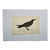 Antique Hand Tinted Bird Print From England Featuring a Black & Brown Noddy - Circa 1888 For Sale