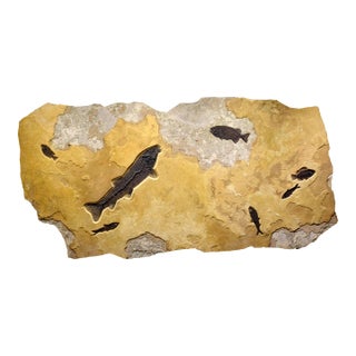 Fossil Fish Mural 4779gm For Sale